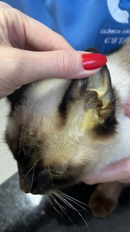 Gata Agatha - Caso Clínico 03