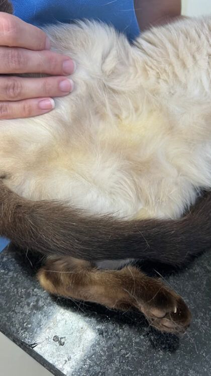 Gata Agatha - Caso Clínico 03