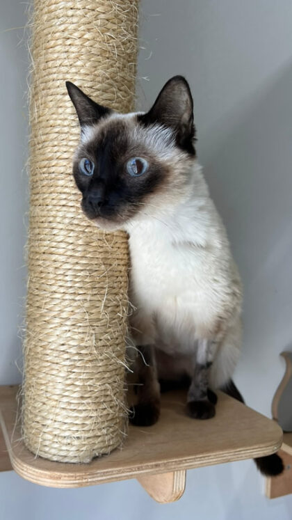 Gata Agatha - Caso Clínico 03