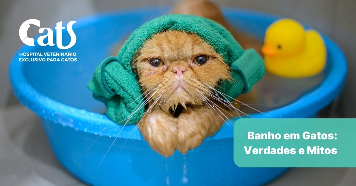 Banho em gatos: verdades e mitos.