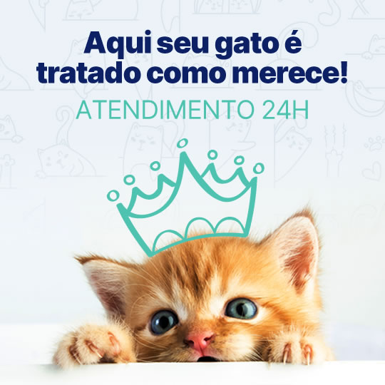 Aqui seu gato é tratado como merece! Atendimento 24 horas.