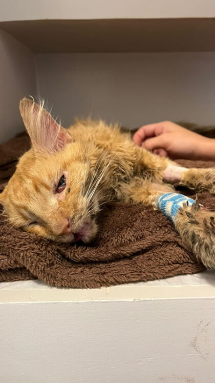 Gato Cenoura - Caso Clínico 02