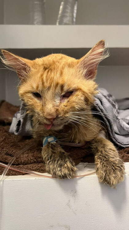 Gato Cenoura - Caso Clínico 02