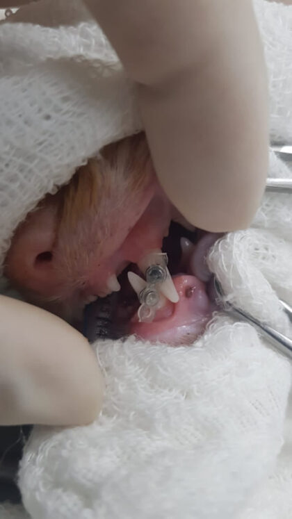 Gato Cenoura - Caso Clínico 02