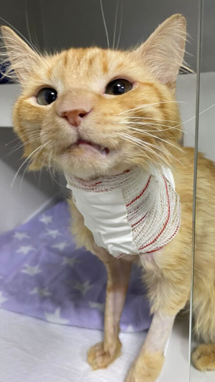 Gato Cenoura - Caso Clínico 02