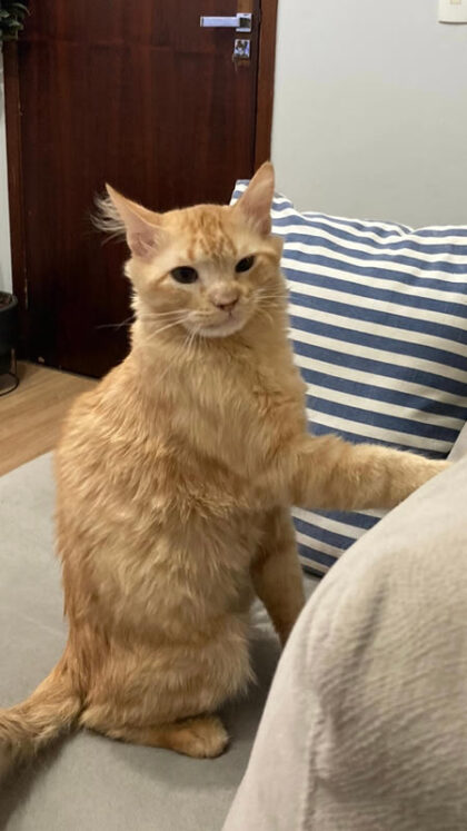 Gato Cenoura - Caso Clínico 02