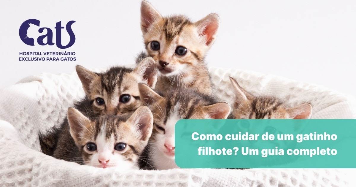 Como cuidar de gatos filhotes: aprenda para fazer certo