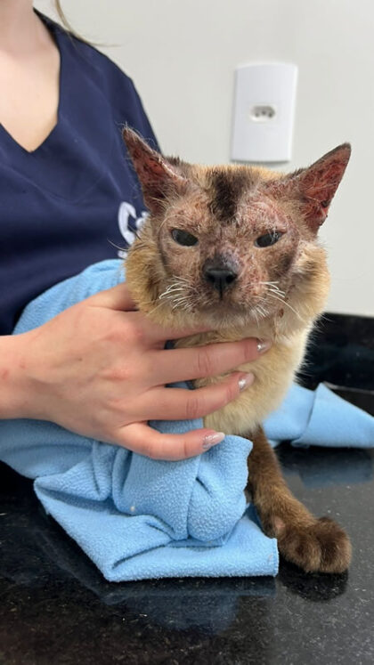 Cupcake - Caso Clínico 01