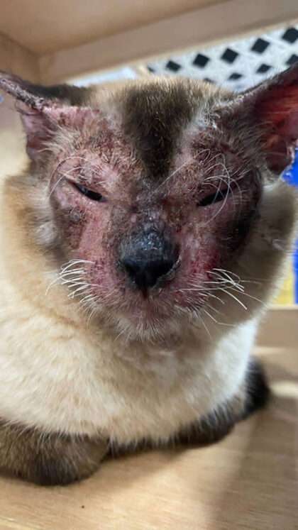 Cupcake - Caso Clínico 01