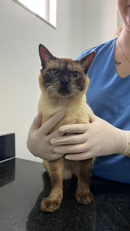 Cupcake - Caso Clínico 01