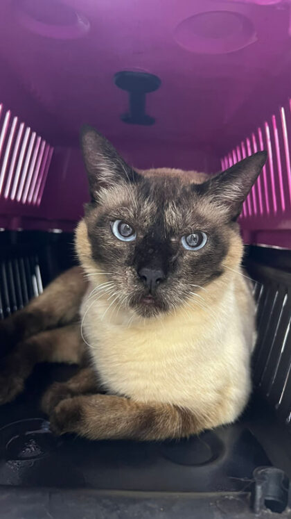 Cupcake - Caso Clínico 01