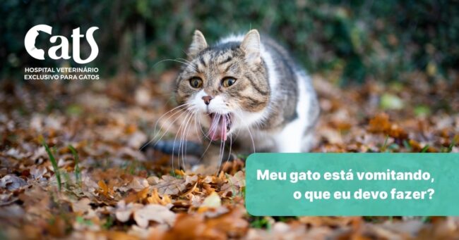 Meu gato está vomitando, o que eu devo fazer?