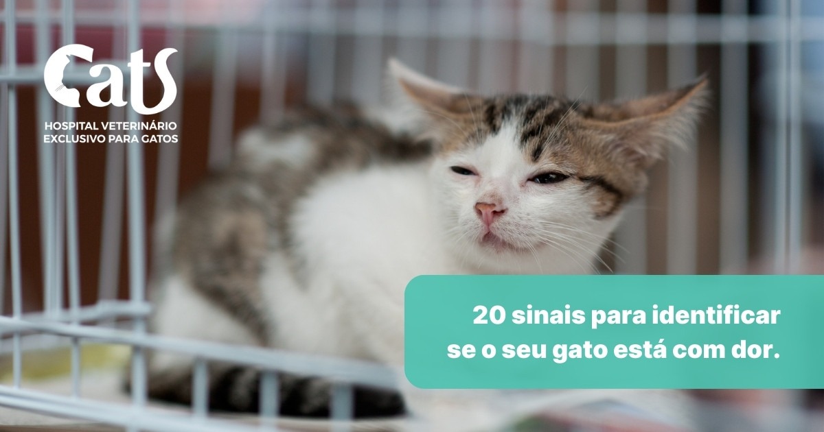 Será que meu gatinho está com dor? 20 sinais (comportamentais e físicos) para identificar um felino com dor