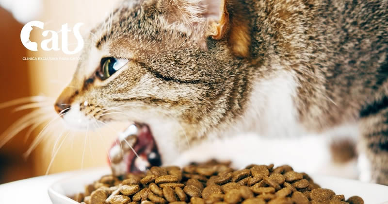 Meu gato está vomitando, o que eu devo fazer?