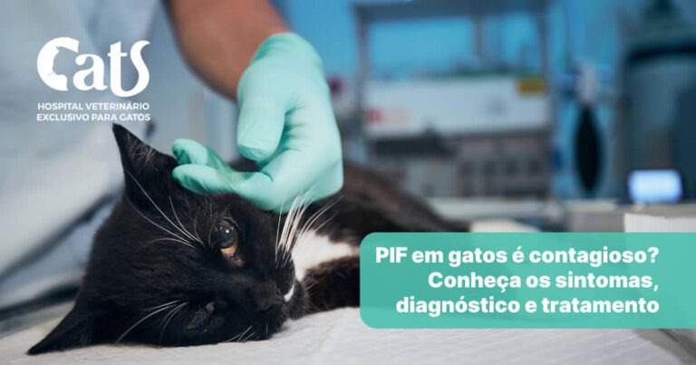 PIF em gatos é contagioso? Conheça os sintomas, diagnóstico e tratamento