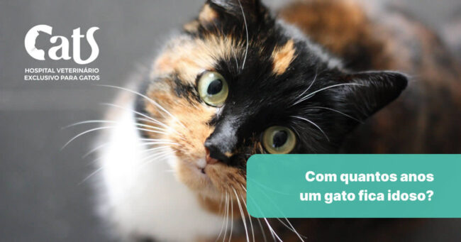 Com quantos anos um gato fica idoso? Veja a diferença entre as idades. - Hospital Cats Londrina
