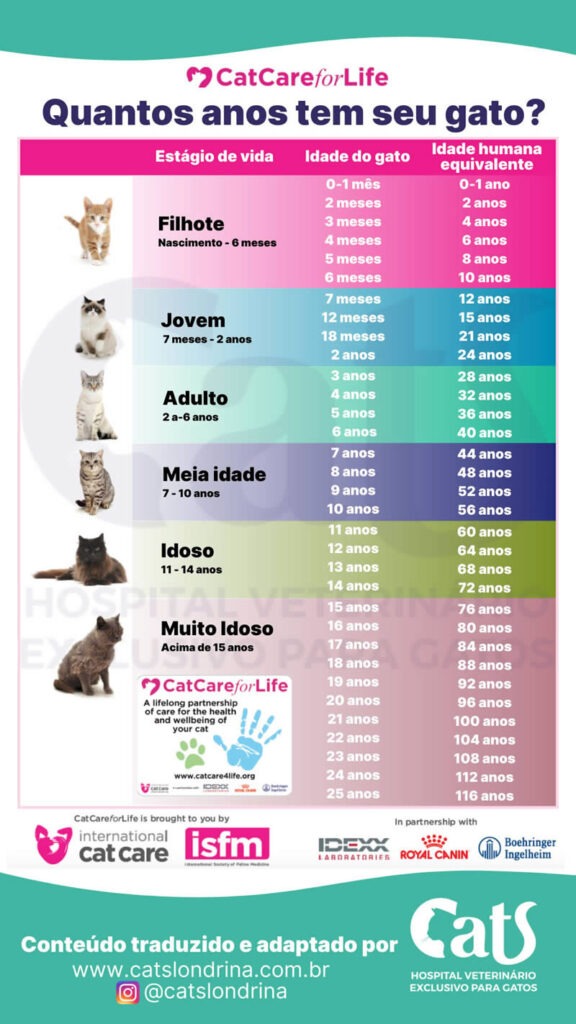 Com quantos anos um gato fica idoso? Veja a diferença entre as idades ...