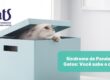 Você sabe o que é a Síndrome de Pandora em Gatos?