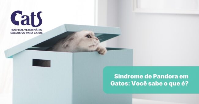 Você sabe o que é a Síndrome de Pandora em Gatos?