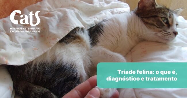 Tríade Felina: O que é, sintomas, diagnóstico e tratamento - Hospital Veterinário Cats Londrina