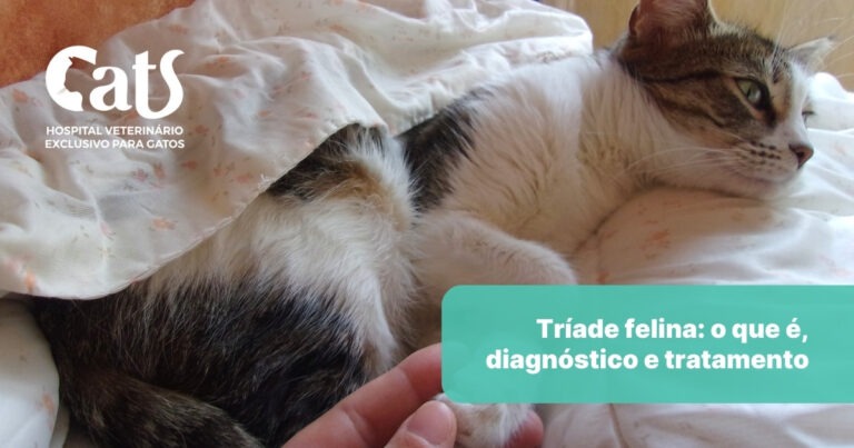 Tríade Felina: O que é, sintomas, diagnóstico e tratamento - Hospital Veterinário Cats Londrina