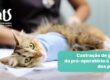 Castração de gatos: do pré-operatório à retira dos pontos - Hospital Cats Londrina