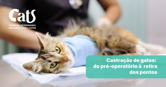 Castração de gatos: do pré-operatório à retira dos pontos - Hospital Cats Londrina