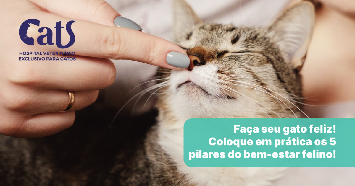 Faça seu gato feliz! Coloque em prática os cinco pilares do bem-estar felino - Hospital Cats Londrina