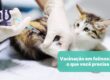 Vacinação em felinos – Tudo o que você precisa saber