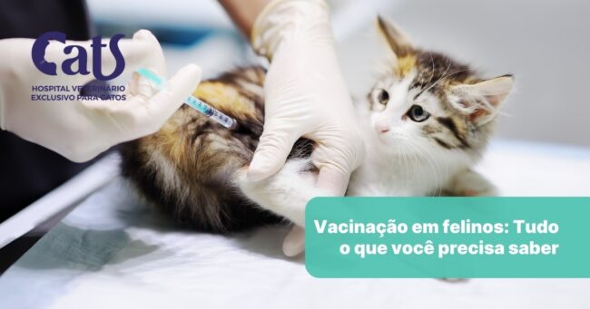 Vacinação em felinos – Tudo o que você precisa saber