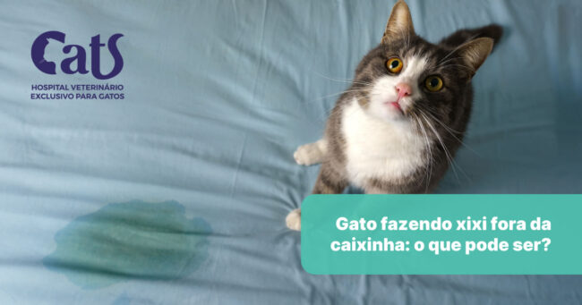 Gato fazendo xixi fora da caixinha de areia: o que pode ser?