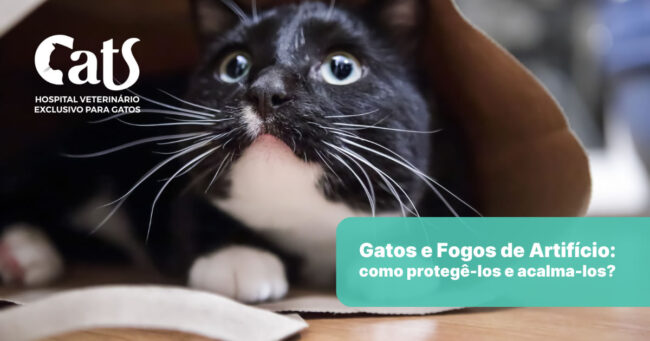 Gatos e fogos de artifício: como acalmar e proteger seu gatinho durante as festas de final de ano - Hospital Veterinário Cats Londrina