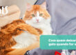 Com quem deixar o gato quando viajar?