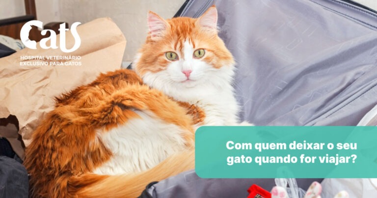 Com quem deixar o gato quando viajar?