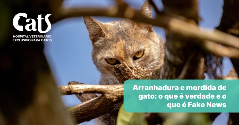 Arranhadura e mordida de gato: o que é verdade e o que é Fake News