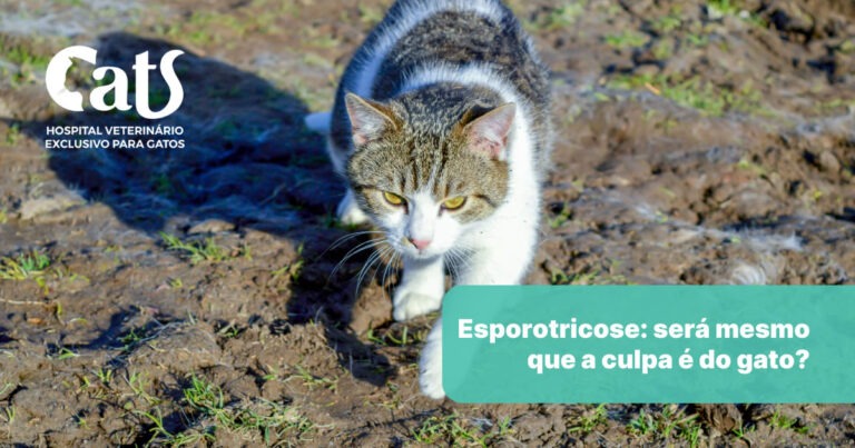 Esporotricose: será mesmo que a culpa é do gato?