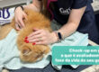 Check-up em gatos: o que é fundamental avaliar em cada fase da vida do seu gatinho