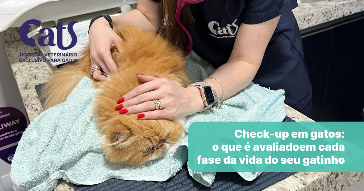 Check-up em gatos: o que é fundamental avaliar em cada fase da vida do seu gatinho