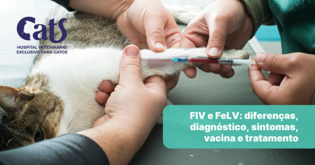 FIV e FeLV: diferenças, diagnóstico, sintomas, vacina e tratamento