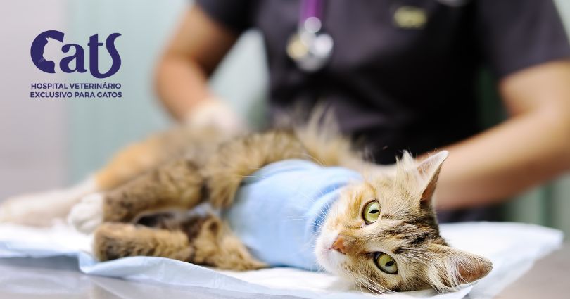 Castração - Gato com FeLV? Tudo que você precisa saber se o seu gatinho positivou para FeLV (Vírus da Leucemia Felina)