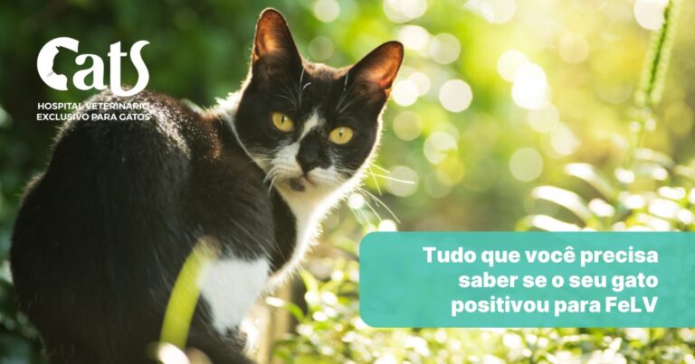 Tudo que você precisa saber se o seu gatinho positivou para FeLV (Vírus da Leucemia Felina)