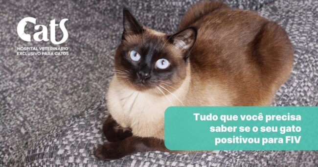 Tudo que você precisa saber se o seu gato positivou para FIV