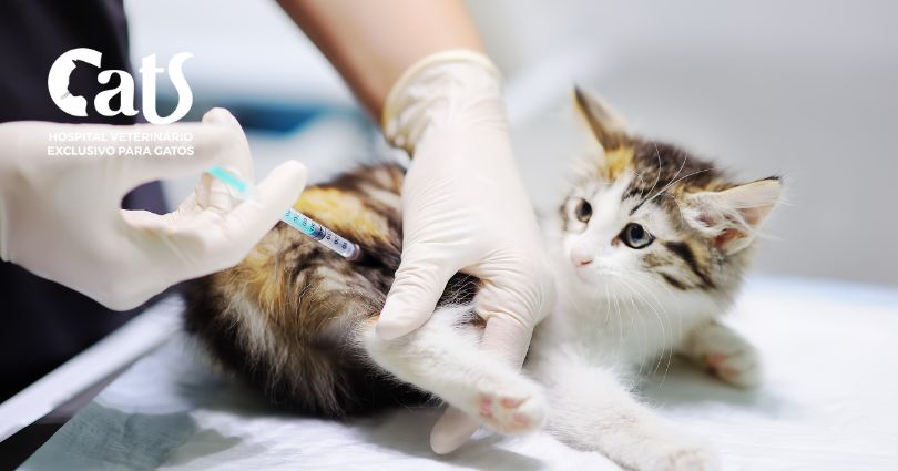 Tudo que você precisa saber se o seu gato positivou para FIV - Vacina