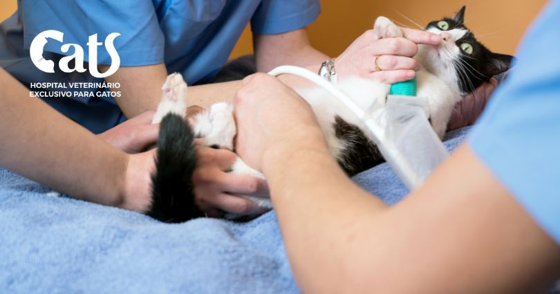 Tudo que você precisa saber se o seu gato positivou para FIV - Veterinário