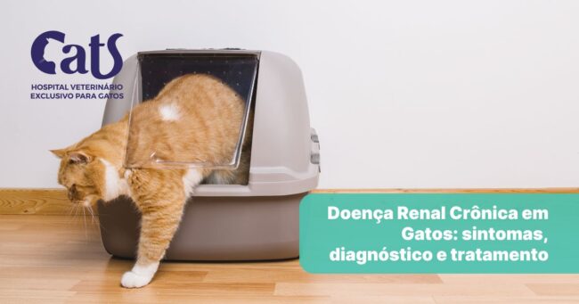 Gato Renal: causas, sintomas, diagnóstico e tratamento da Doença Renal Crônica - Parte 01 - Hospital Veterinário Cats Londrina