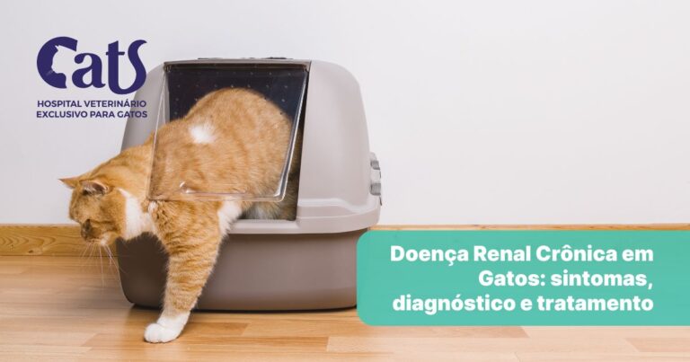 Gato Renal: causas, sintomas, diagnóstico e tratamento da Doença Renal Crônica - Parte 01 - Hospital Veterinário Cats Londrina