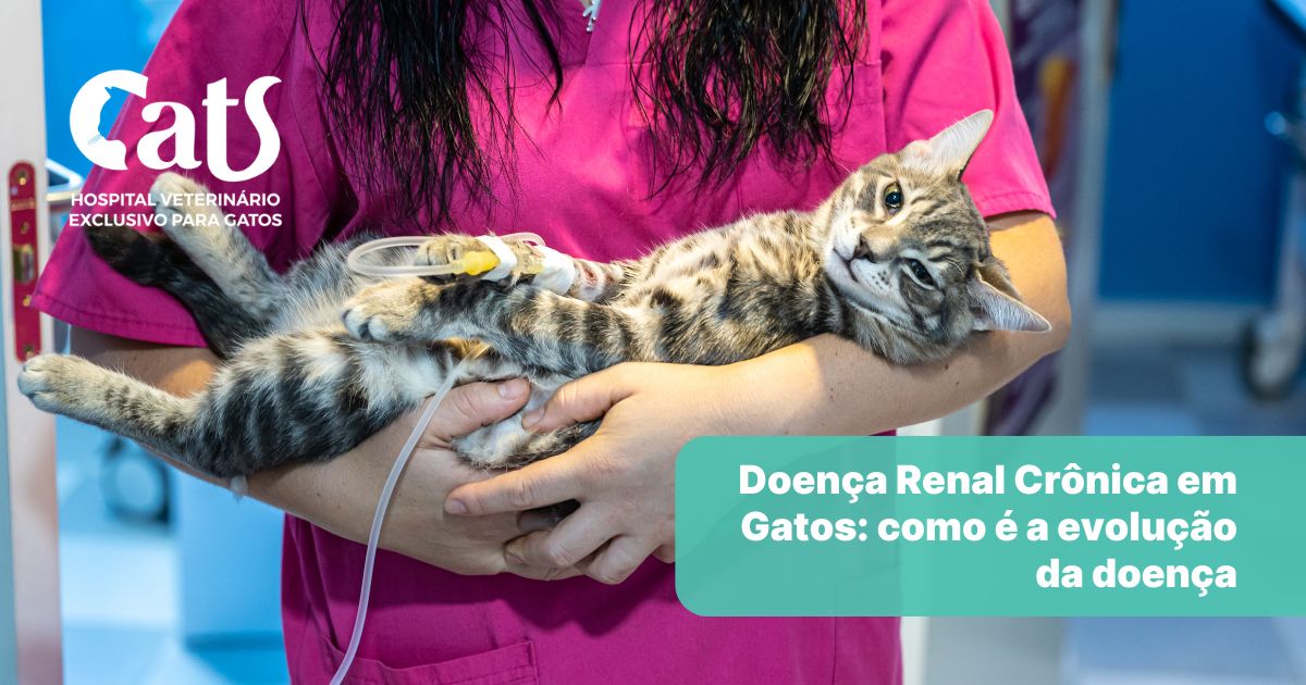 Doença Renal Crônica em Gatos: estágios da progressão da doença