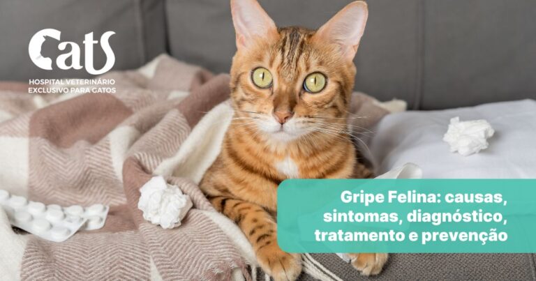 Tudo que você precisa saber sobre a Gripe Felina: sintomas, diagnóstico, tratamento e prevenção
