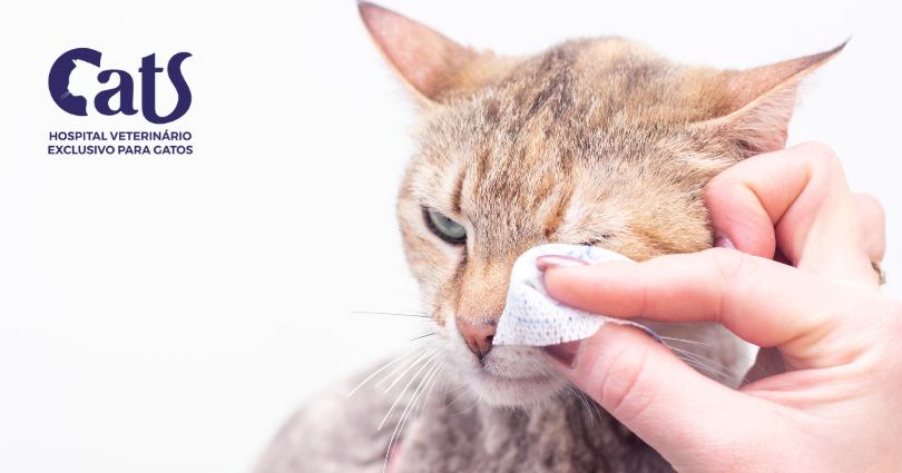 Tudo que você precisa saber sobre a Gripe Felina: sintomas, diagnóstico, tratamento e prevenção