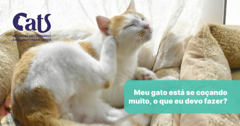 Meu gato está se coçando muito, o que eu devo fazer?